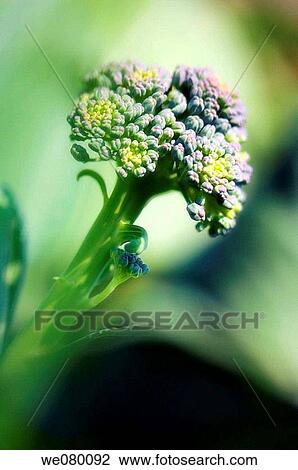 Stock Image - Broccoli. Brassica oleracea. May 2007, Maryland, USA. Fotosearch