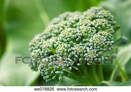 Broccoli head. Brassica oleracea. May 2007, Maryland, USA View Large Photo Image Stock Photograph - Broccoli head. Brassica oleracea. May 2007, Maryland, USA. Fotosearch