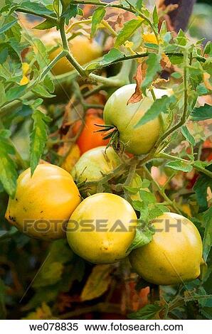 Bull's Heart Tomatoes Growing. Solanum lycopersicon. September 2007, Maryland, USA View Large Photo Image Stock Photography - Bull's Heart Tomatoes Growing. Solanum lycopersicon. September 2007, Maryland, USA. Fotosearch