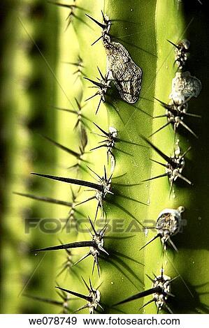 Cactus detail View Large Photo Image Stock Photo - Cactus detail. Fotosearch
