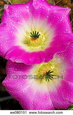 Cactus (Echinocereus sp. ) flowers View Large Photo Image Stock Image - Cactus (Echinocereus sp. ) flowers. Fotosearch