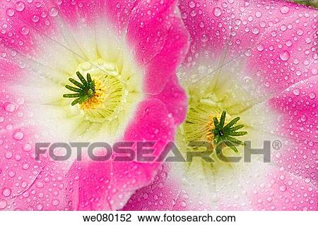 Cactus (Echinocereus sp. ) flowers View Large Photo Image Stock Image - Cactus (Echinocereus sp. ) flowers. Fotosearch