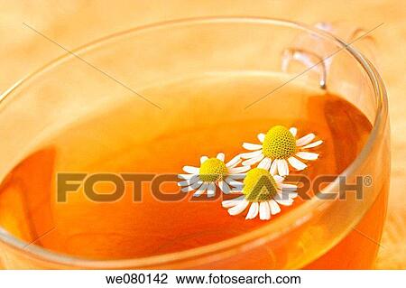 Camomile (Matricaria chamomilla) infusion View Large Photo Image Stock Image - Camomile (Matricaria chamomilla) infusion. Fotosearch