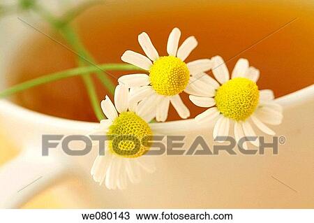 Stock Image - Camomile (Matricaria chamomilla) infusion. Fotosearch