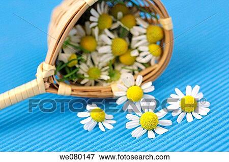 Stock Photo - Camomile (Matricaria chamomilla). Fotosearch