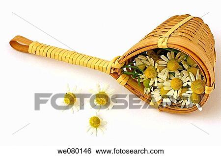 Camomile (Matricaria chamomilla) View Large Photo Image Stock Photograph - Camomile (Matricaria chamomilla). Fotosearch