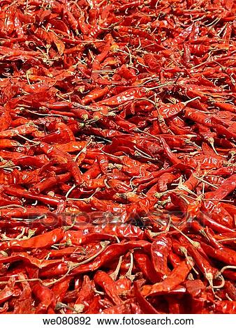 Capsicum annuum - Common Chili Dry, red chilies are spread in sunlight for drying properly After drying powder is made by grinding and used as a hot spice in Indian food Pune, Maharashtra, India View Large Photo Image Stock Image - Capsicum annuum - Common Chili Dry, red chilies are spread in sunlight for drying properly After drying powder is made by grinding and used as a hot spice in Indian food Pune, Maharashtra, India. Fotosearch