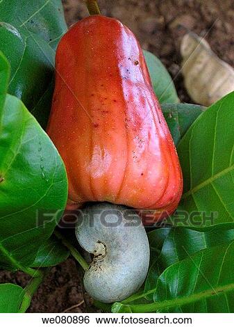 Cashew apples View Large Photo Image Stock Photograph - Cashew apples. Fotosearch