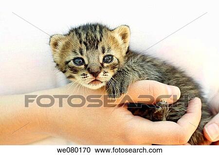 child, animal, cat, boy, Baby animal, adorable View Large Photo Image Stock Image - child, animal, cat, boy, Baby animal, adorable. Fotosearch