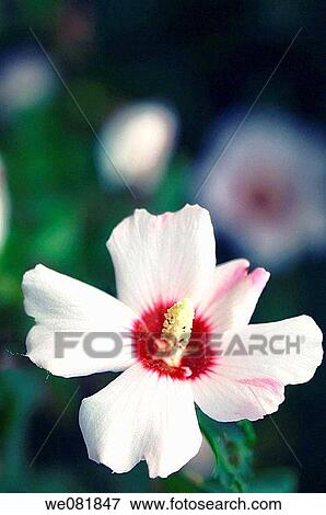 China Rose. Hibiscus hybrid. July 2005. Maryland, USA. View Large Photo Image Stock Photo - China Rose. Hibiscus hybrid. July 2005. Maryland, USA.. Fotosearch