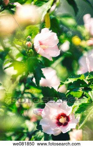 China Rose in Bloom. Hibiscus hybrid. July 2007. Maryland, USA. View Large Photo Image Stock Image - China Rose in Bloom. Hibiscus hybrid. July 2007. Maryland, USA.. Fotosearch