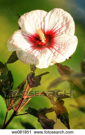 China Rose in Bloom. Hibiscus hybrid. July 2007. Maryland, USA. View Large Photo Image Stock Image - China Rose in Bloom. Hibiscus hybrid. July 2007. Maryland, USA.. Fotosearch