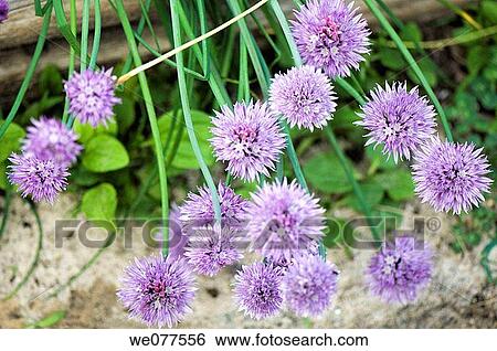 Chives Onions in Bloom. Allium schoenoprasum. May 2007, Maryland, USA View Large Photo Image Stock Photograph - Chives Onions in Bloom. Allium schoenoprasum. May 2007, Maryland, USA. Fotosearch