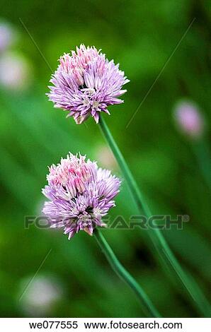 Chives Onions in Bloom. Allium schoenoprasum. May 2007, Maryland, USA View Large Photo Image Stock Photography - Chives Onions in Bloom. Allium schoenoprasum. May 2007, Maryland, USA. Fotosearch