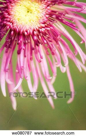 Chrysanthemum Flower Close-up. November 2007. Maryland, USA. View Large Photo Image Stock Photo - Chrysanthemum Flower Close-up. November 2007. Maryland, USA.. Fotosearch