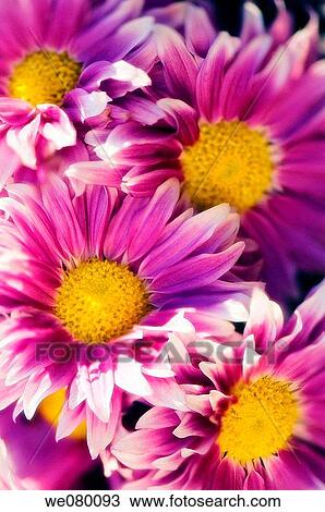 Chrysanthemums. November 2007, Maryland, USA View Large Photo Image Stock Image - Chrysanthemums. November 2007, Maryland, USA. Fotosearch