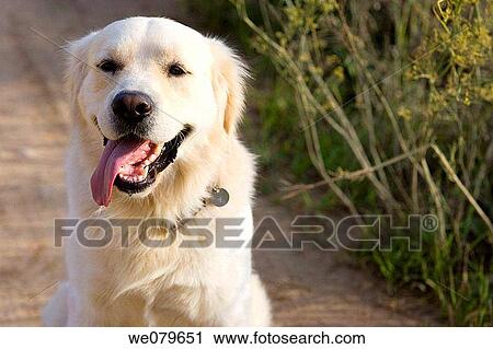 Close-up, day, country, contemporary, animal View Large Photo Image Stock Image - Close-up, day, country, contemporary, animal. Fotosearch