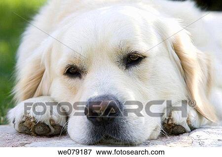 Close-up, dog, day, contemporary, animal View Large Photo Image Stock Photo - Close-up, dog, day, contemporary, animal. Fotosearch