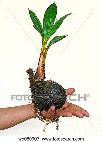 Close-up of a coconut sprouting leaves in human hand Pune, Maharashtra, India View Large Photo Image Stock Photo - Close-up of a coconut sprouting leaves in human hand Pune, Maharashtra, India. Fotosearch