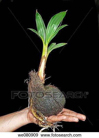 Close-up of a coconut sprouting leaves in human hand Pune, Maharashtra, India View Large Photo Image Stock Photo - Close-up of a coconut sprouting leaves in human hand Pune, Maharashtra, India. Fotosearch
