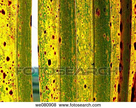Close-up of palm fronds, Cocos nucifera - Commenly called Coconu Chiplun, Ratnagiri, Maharashtra, India View Large Photo Image Stock Photo - Close-up of palm fronds, Cocos nucifera - Commenly called Coconu Chiplun, Ratnagiri, Maharashtra, India. Fotosearch