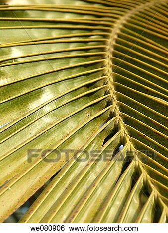 Close-up of palm fronds, Cocos nucifera - Commenly called Coconu Chiplun, Ratnagiri, Maharashtra, India View Large Photo Image Stock Photograph - Close-up of palm fronds, Cocos nucifera - Commenly called Coconu Chiplun, Ratnagiri, Maharashtra, India. Fotosearch