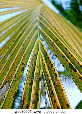 Stock Photography - Close-up of palm fronds, Cocos nucifera - Commenly called Coconu Chiplun, Ratnagiri, Maharashtra, India. Fotosearch