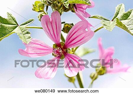 Common Mallow (Malva sylvestris) View Large Photo Image Stock Photo - Common Mallow (Malva sylvestris). Fotosearch