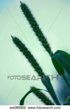 Common Millet. Panicum miliaceum. July 2007. Maryland, USA. View Large Photo Image Stock Image - Common Millet. Panicum miliaceum. July 2007. Maryland, USA.. Fotosearch