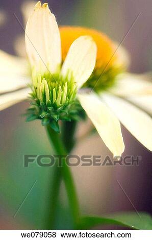 Stock Photo - Coneflower and Bud. Echinacea hybrid. June 2007, Maryland, USA. Fotosearch