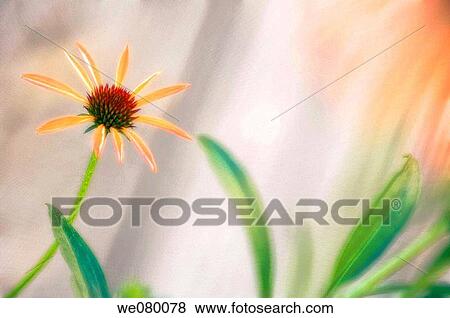 Coneflowers. Echinacea hybrid. June 2007, Maryland, USA View Large Photo Image Stock Photo - Coneflowers. Echinacea hybrid. June 2007, Maryland, USA. Fotosearch