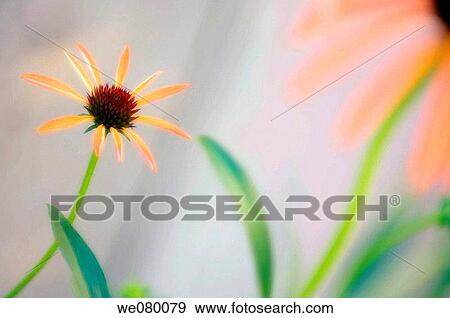 Coneflowers. Echinacea hybrid. June 2007, Maryland, USA View Large Photo Image Stock Photo - Coneflowers. Echinacea hybrid. June 2007, Maryland, USA. Fotosearch