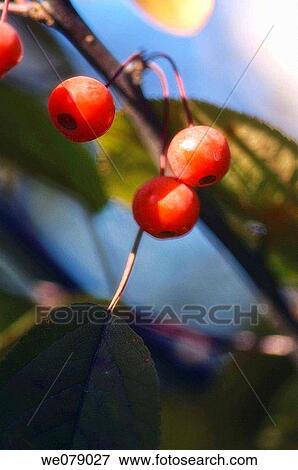 Crabapples. Malus coronaria, Pyrus coronaria. November 2007, Maryland, USA View Large Photo Image Stock Photo - Crabapples. Malus coronaria, Pyrus coronaria. November 2007, Maryland, USA. Fotosearch