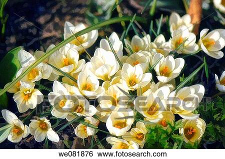 Stock Photograph - Crocus chrysanthus Cream Beauty. March 2008. Maryland, USA.. Fotosearch