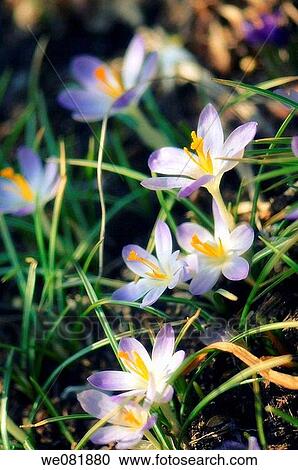Crocus Flower Patch. March 2007. Maryland, USA. View Large Photo Image Stock Image - Crocus Flower Patch. March 2007. Maryland, USA.. Fotosearch
