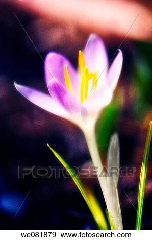 Crocus in Bloom. Crocus tommasinianus. March 2007. Maryland, USA. View Large Photo Image Stock Photo - Crocus in Bloom. Crocus tommasinianus. March 2007. Maryland, USA.. Fotosearch
