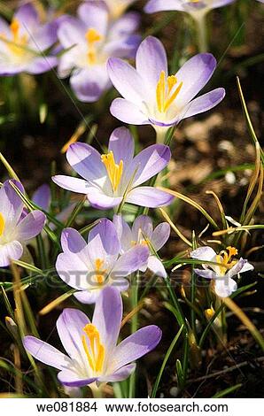 Crocus Patch in Bloom. Crocus tommasinianus. March 2007. Maryland, USA. View Large Photo Image Picture - Crocus Patch in Bloom. Crocus tommasinianus. March 2007. Maryland, USA.. Fotosearch