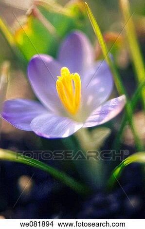 Crocus tommasinianus Barr's Purple. March 2007. Maryland, USA. View Large Photo Image Picture - Crocus tommasinianus Barr's Purple. March 2007. Maryland, USA.. Fotosearch