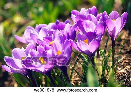 Crocus vernus Grand Ma? tre. March 2008. Maryland, USA. View Large Photo Image Stock Photo - Crocus vernus Grand Ma? tre. March 2008. Maryland, USA.. Fotosearch