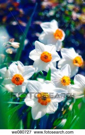 Daffodils. Narcissus hybrid. April 2007. Maryland, USA. View Large Photo Image Stock Photo - Daffodils. Narcissus hybrid. April 2007. Maryland, USA.. Fotosearch