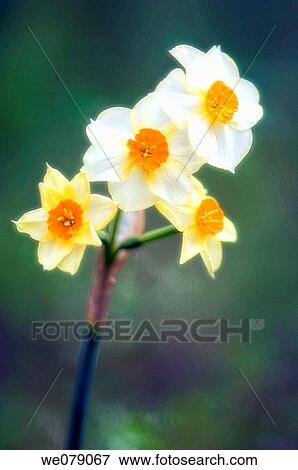 Daffodils. Narcissus hybrid. March 2007, South Carolina, USA View Large Photo Image Stock Photo - Daffodils. Narcissus hybrid. March 2007, South Carolina, USA. Fotosearch