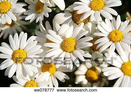 Daisies View Large Photo Image Stock Photo - Daisies. Fotosearch