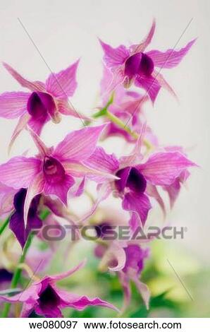 Dendrobium Orchid. November 2007, Maryland, USA View Large Photo Image Stock Photo - Dendrobium Orchid. November 2007, Maryland, USA. Fotosearch