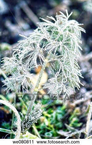Dill Leaf Covered with Frost. Anethum graveolens. November 2007. Maryland, USA. View Large Photo Image Stock Image - Dill Leaf Covered with Frost. Anethum graveolens. November 2007. Maryland, USA.. Fotosearch