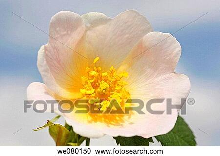 Dog Rose (Rosa canina) View Large Photo Image Stock Image - Dog Rose (Rosa canina). Fotosearch