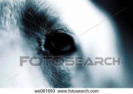 Dog's eye View Large Photo Image Stock Image - Dog's eye. Fotosearch