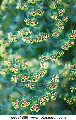Euphorbia characias. May 2008. Maryland, USA. View Large Photo Image Stock Photo - Euphorbia characias. May 2008. Maryland, USA.. Fotosearch