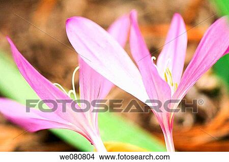 Fall Crocus. Colchicum autumnale. September 2007. Maryland, USA. View Large Photo Image Picture - Fall Crocus. Colchicum autumnale. September 2007. Maryland, USA.. Fotosearch