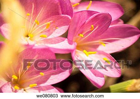 Fall Crocus. Colchicum autumnale. September 2007. Maryland, USA. View Large Photo Image Stock Image - Fall Crocus. Colchicum autumnale. September 2007. Maryland, USA.. Fotosearch