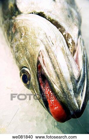 Fish at La Boqueria market, Barcelona, Catalonia, Spain View Large Photo Image Stock Image - Fish at La Boqueria market, Barcelona, Catalonia, Spain. Fotosearch